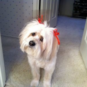 Meet your Posher, Dayle